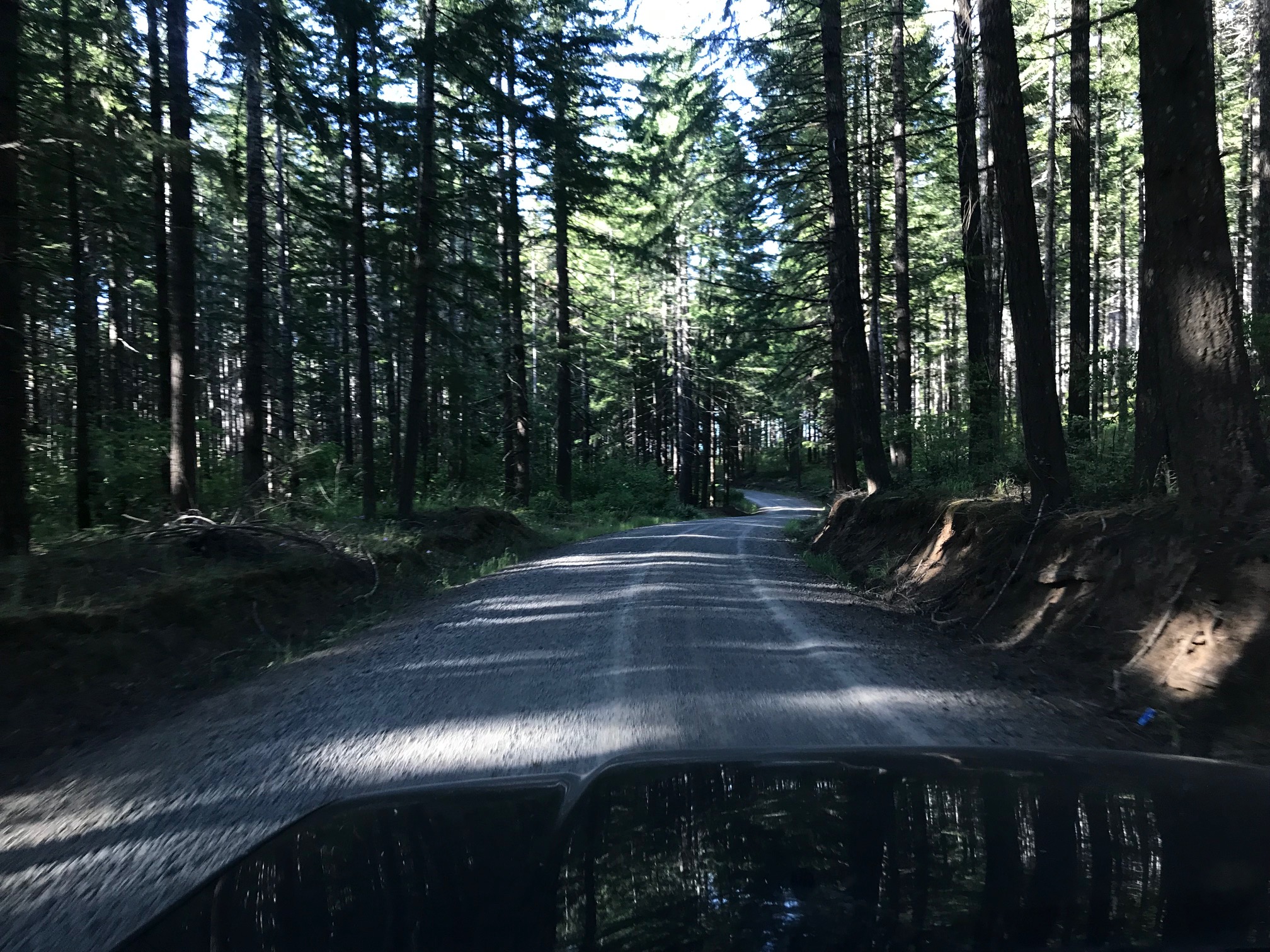 logging road to the Valley of the Giants