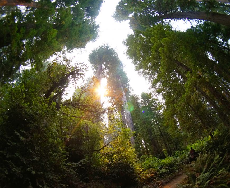 redwood national park