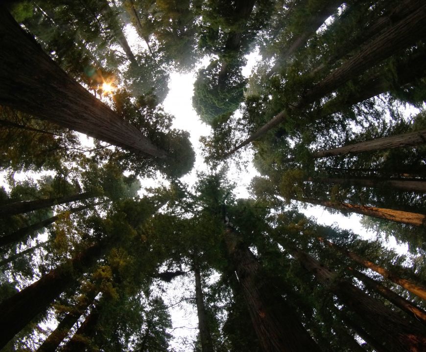 redwood national park