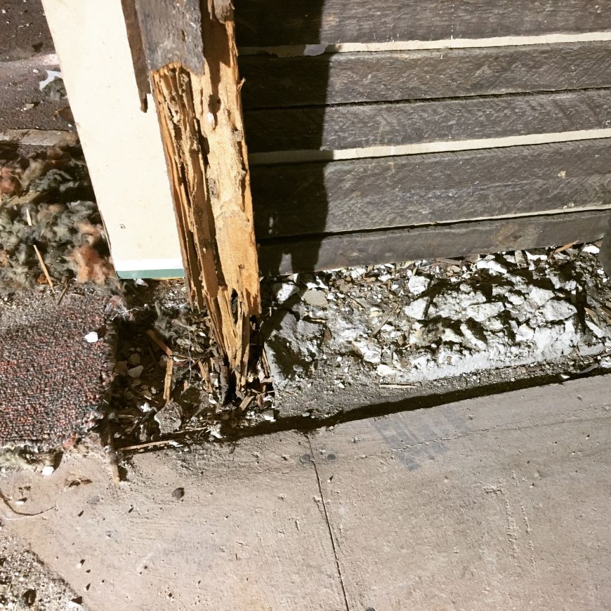 termite damage to house framing 2x4 lumber