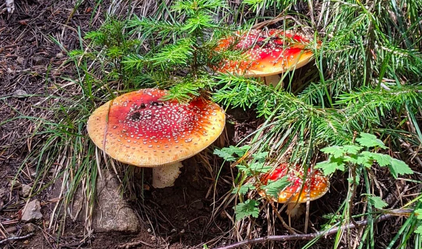 Amanita Muscaria aka Fly Agaric aka Soma