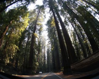 Avenue of the Giants, near the Redwood National and State Parks