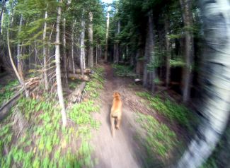 Hiking dog on Colorado hiking trail to Modeno Lake