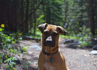 Hiking dog on Colorado hiking trail to Modeno Lake