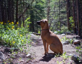Hiking dog on Colorado hiking trail to Modeno Lake
