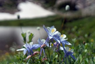 Modeno Lake wild flowers